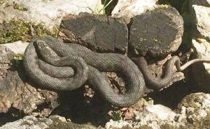 Sanski Most: Klupko zmija u centru grada uplašilo građane