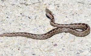 Makarska: Veliki poskok ušao u dvorište kuće i krenuo na djevojčicu