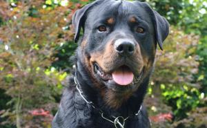 Djevojčica teško povrijeđena nakon napada rotvajlera 