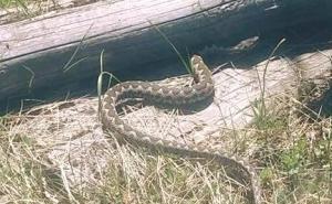 Izletnicima se savjetuje oprez: Na Trebeviću primjećene otrovne zmije