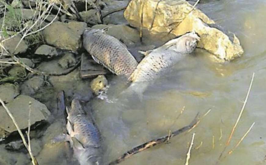 Pomor ribe na Mostarskom blatu, smrad se širi uokolo