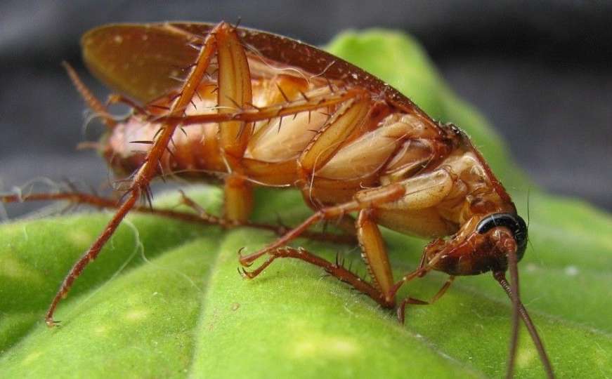 Istraživanje: DNK žohara pokazuje zašto su neuništivi