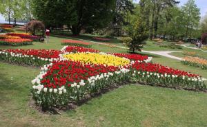 Festival tulipana: Više od 30.000 cvjetova ukrasilo park u Švicarskoj