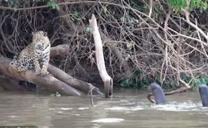 Komičan trenutak: Kako je grupa vidri otjerala jaguara sa svoje teritorije