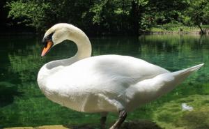 Na obali Save pronađen labud kome su odsječena krila