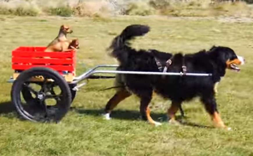 Pseći taksi: Kad veliki pas povede svoje male prijatelje u vožnju