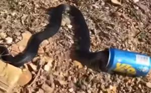 Otrovnu zmiju spasili oslobodivši joj glavu iz limenke