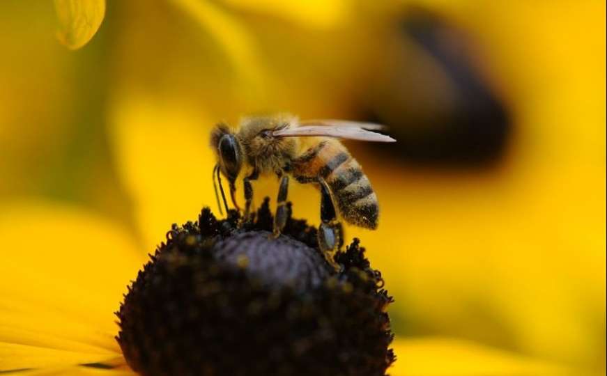 Agonija pčelarstva u BiH