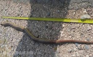 U Čitluku ubijena jedna od najdužih zmija u Europi 