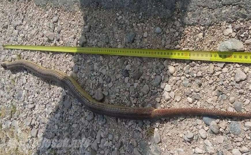 U Čitluku ubijena jedna od najdužih zmija u Europi 
