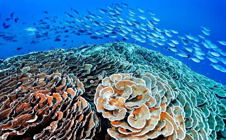 Havaji će zabraniti kreme za sunčanje koje uništavaju koraljne grebene