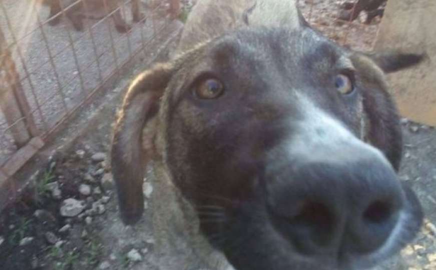 Pas iz Sarajeva zvijezda medija u V. Britaniji: Niko ne može pronaći Drogu