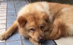 "Medo" iz Chongqinga zapalio internet: Svaki dan 12 sati čeka vlasnika na stanici