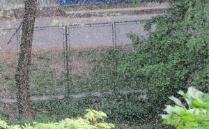 Najezda mušica kraj Miljacke u Sarajevu