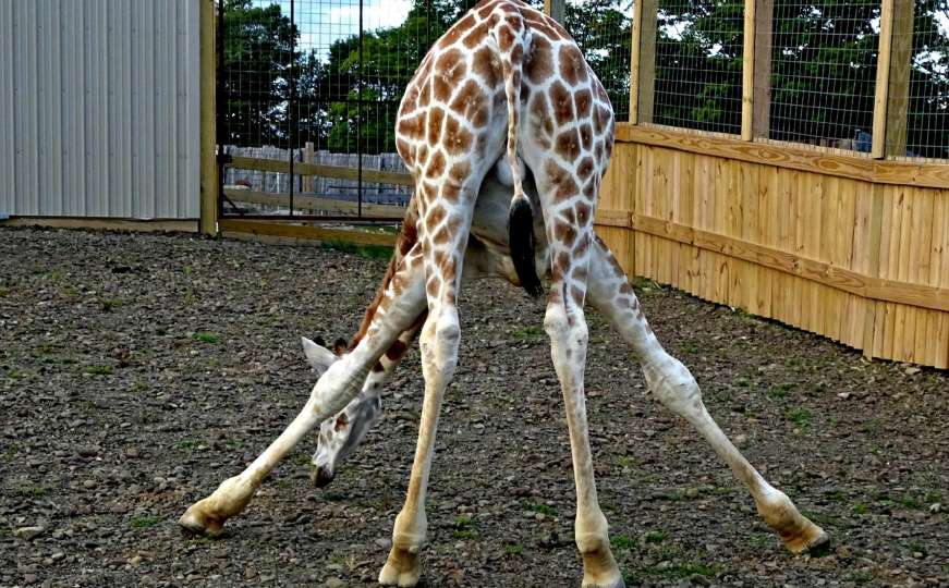 Žirafa ubila snimatelja glavom: Ona nije uradila ništa loše