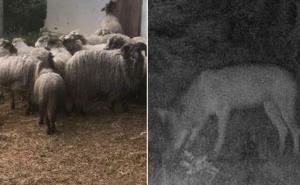Masakr koji ni najstariji ne pamte: Vukovi zaklali ovce, sve snimile kamere 