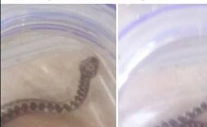 Samo u BiH: Kako se efikasno riješiti punice