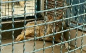 Beogradska vučica smještena u zoo-vrt: Sve ukazuje da je bila kućni ljubimac