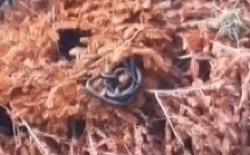 Zapanjujući prizor: Klupko zmija izašlo iz mrtvog drveta