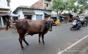 Hindusi linčovali muslimana optuženog da je ubio kravu