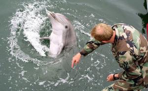 Ukrajinci tvrde: Rusi su nam oteli vojsku delfina 