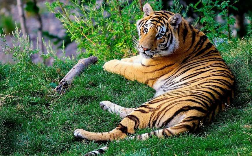 Radiosarajevo.ba saznaje: Pionirska dolina dobit će bengalskog tigra