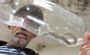 Počela sezona lova na zmije u BiH, za otrovnice zmijolovci zarade i do 100 KM