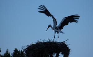 Ljubavna saga o rodama u Trnovu: Fatinog Muju ubila struja, doletio joj Suljo 