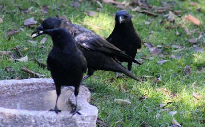 Vrane napale mladića u Banjoj Luci i kljucale ga po glavi 