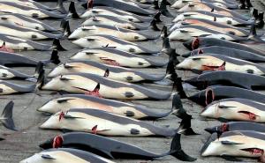 Japanski ribari u vodama Antarktika usmrtili 333 kita