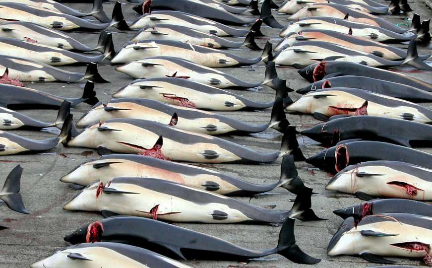 Japanski ribari u vodama Antarktika usmrtili 333 kita