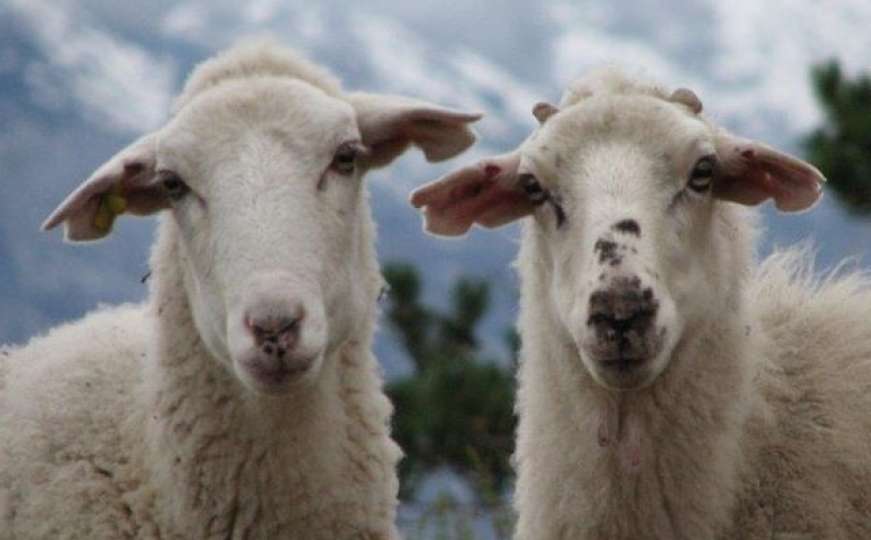 Deseci ljudi u BiH zaraženi vrlo opasnom bolešću koju šire ovce i goveda
