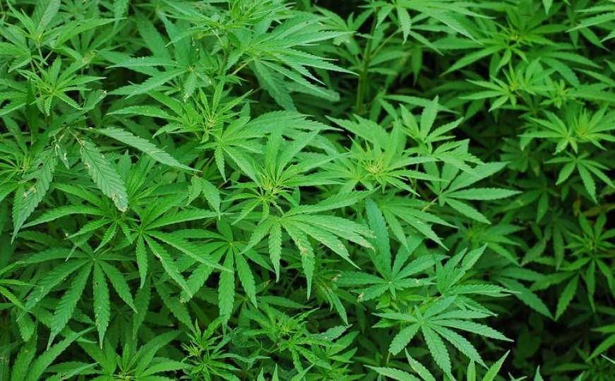 Oslobađajuća presuda za uzgoj marihuane 