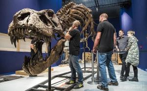 Pariz: Skelet dinosaurusa prodat za 2,36 miliona dolara