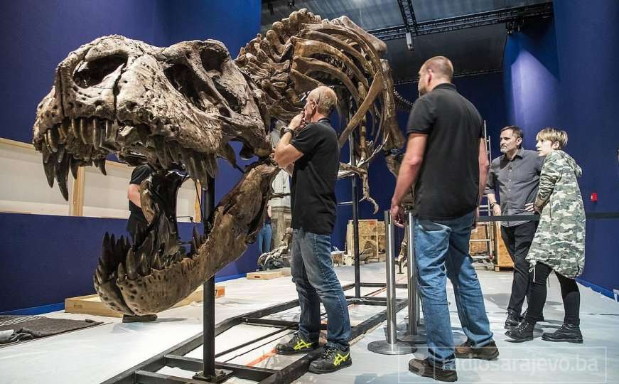 Pariz: Skelet dinosaurusa prodat za 2,36 miliona dolara