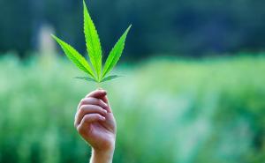 Studija pokazala: Konzumiranje marihuane ne umanjuje šanse za trudnoćom