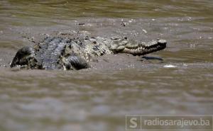 Krokodil napao i usmrtio sveštenika usred krštenja