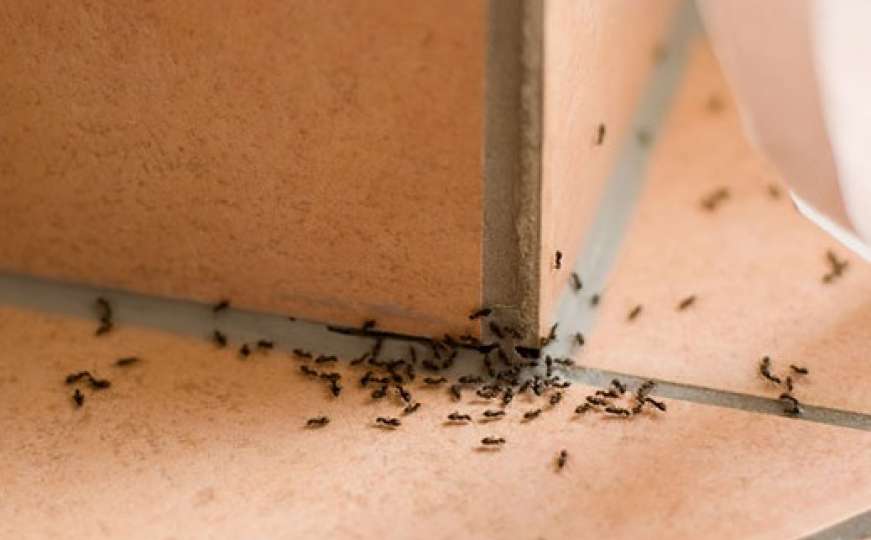 Jednostavni trikovi s kojima ćete se riješiti mrava iz svog doma