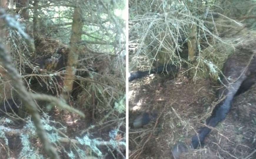 Medvjed u Sandžaku ubio konja, pa se vratio: Lovci postavili kamere