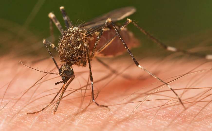 Ove tri stvari će vam pomoći protiv svraba od ujeda komarca