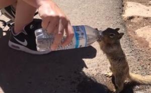 Vjeverica skoro iskapila flašu vode