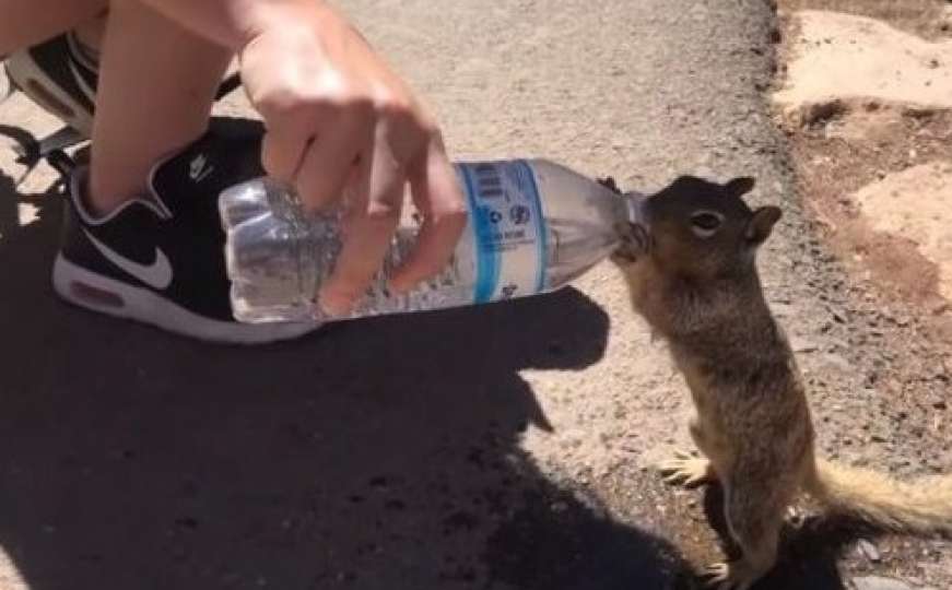 Vjeverica skoro iskapila flašu vode