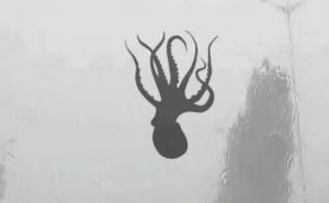 Morska bića padala s neba zbog oluje: Kiša od plodova mora