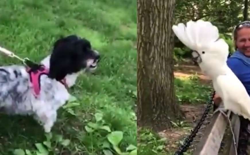 Urnebes u parku: Kakadui laje i brani teritoriju, začuđeni pas ostao bez teksta