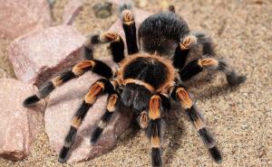 Na aerodromu ostavio kofer s 22 tarantule