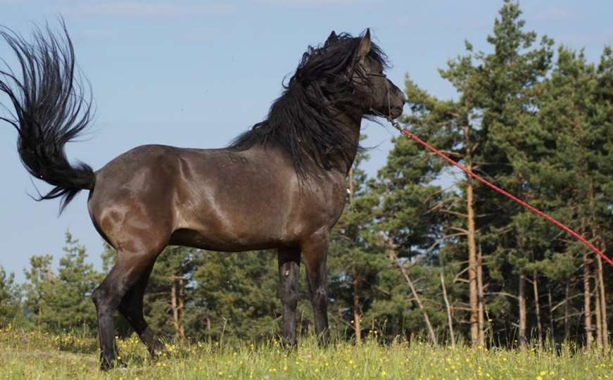 Udruženje uzgajivača bosanskog brdskog konja oštro kritiziralo rad ministarstva