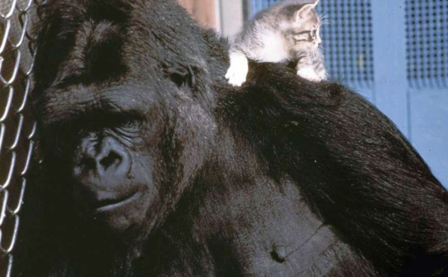 Znala i znakovni jezik: Preminula Koko, najpoznatija gorila na svijetu