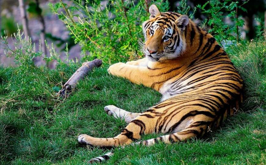 Pionirska dolina: Bengalski tigar stiže ovog ljeta, već se priprema nastamba