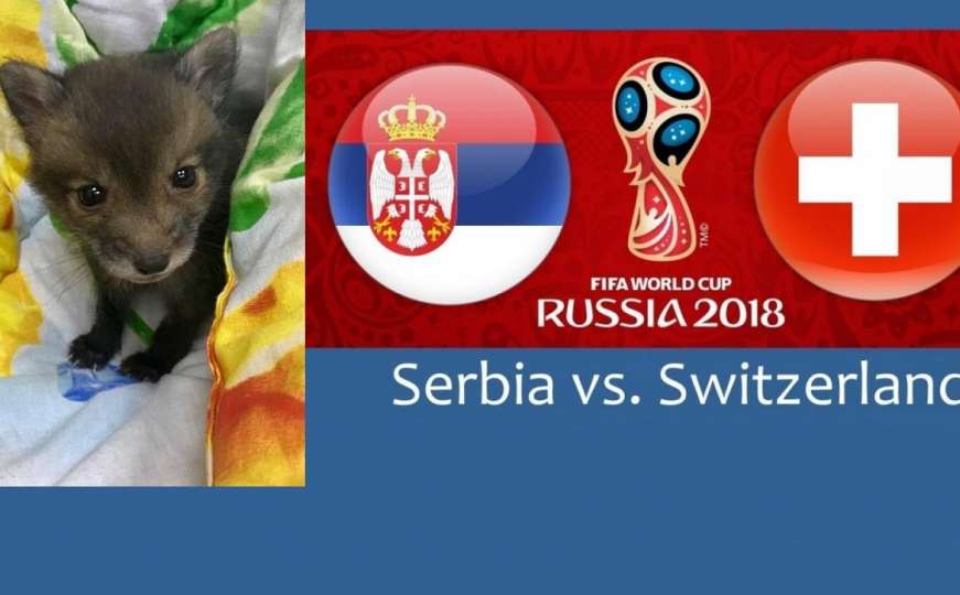 Lisiče Kuršik predvidjelo pobjednika utakmice Švicarska - Srbija