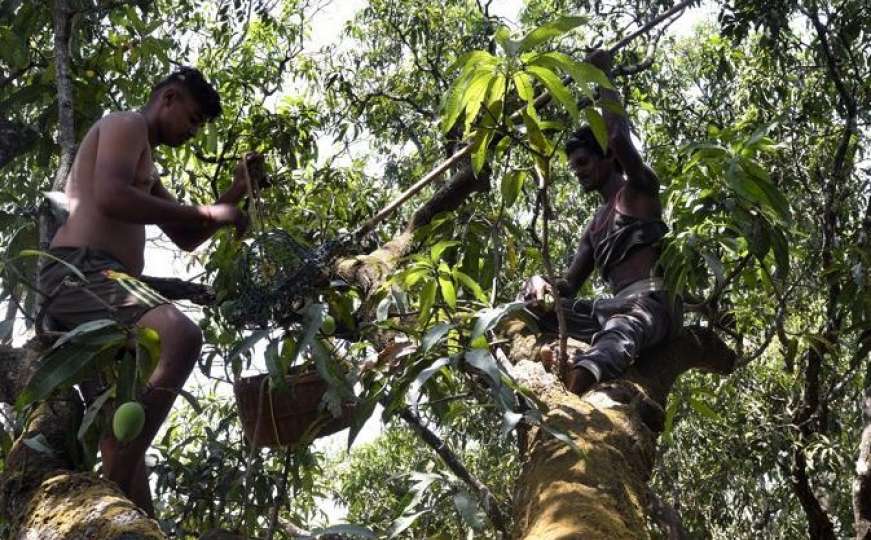 Zaštitar u Indiji ubio desetogodišnjaka jer je sakupljao mango